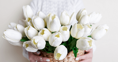 indoor tulips care