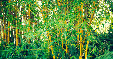 golden bamboo plant