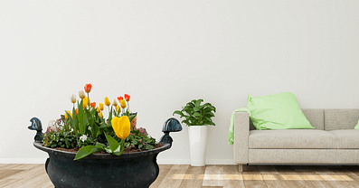 indoor tulips care