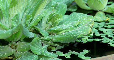 water cabbage propagation