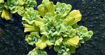 water cabbage