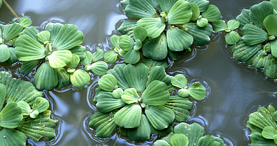 water cabbage care