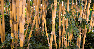 Golden Bamboo plant