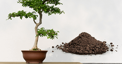 pruning and repotting bonsai