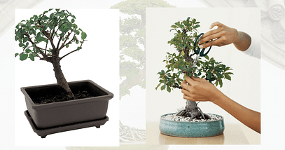 pruning and repotting bonsai