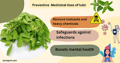 tulsi plant medicinal uses