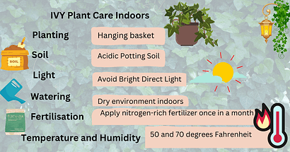 English Ivy plant care indoors