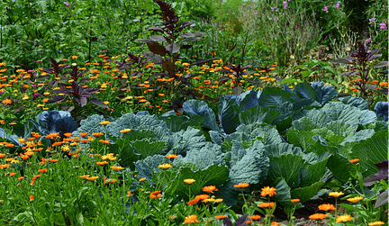 Style Your Vegetable Garden with flowers in between