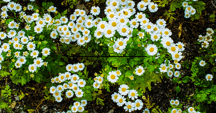 growing chamomile at home