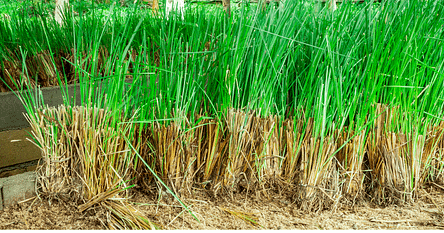 growing vetiver at home