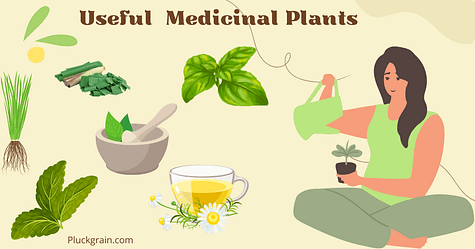 medicinal plants at home