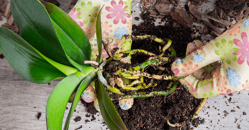 repotting orchids