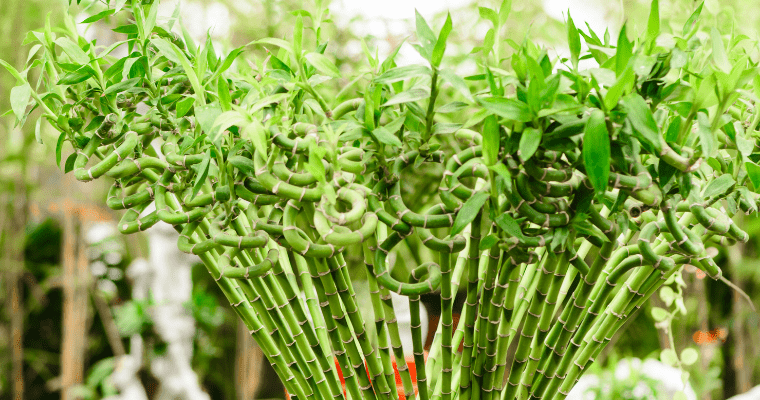 Easy Beginners Guide To Care Of Lucky Bamboo Plant