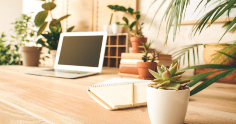 5 Best Low Maintenance Indoor Plants For Office And Study Desk