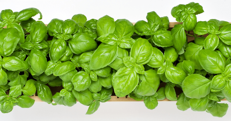 5 Indoor Kitchen Herbs To Enrich Your Cooking Experience