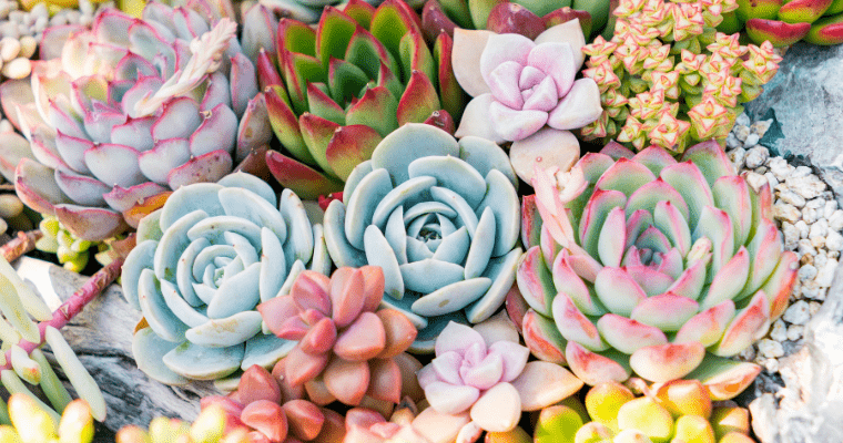 Beginner’s guide on Repotting Succulents