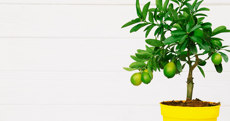 Grow Lemons in Living Room: Indoor Fruit Plant
