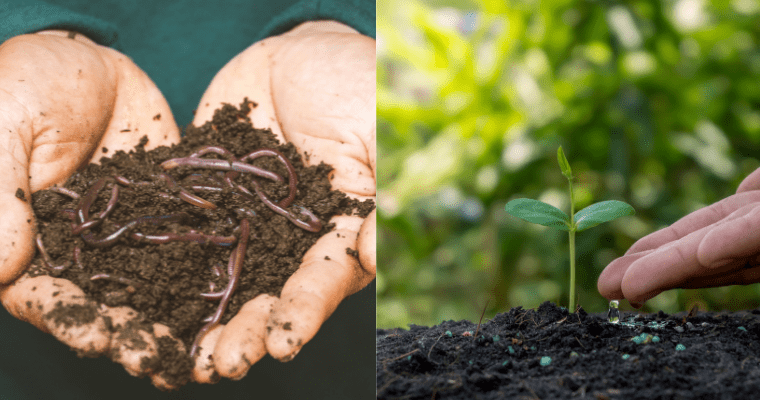 Difference Between Soil Fertility And Soil Productivity 