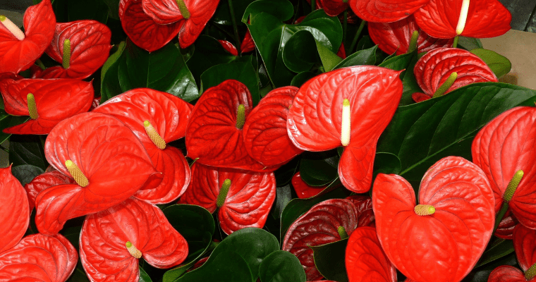 Stepwise Guidance to Repotting Anthurium