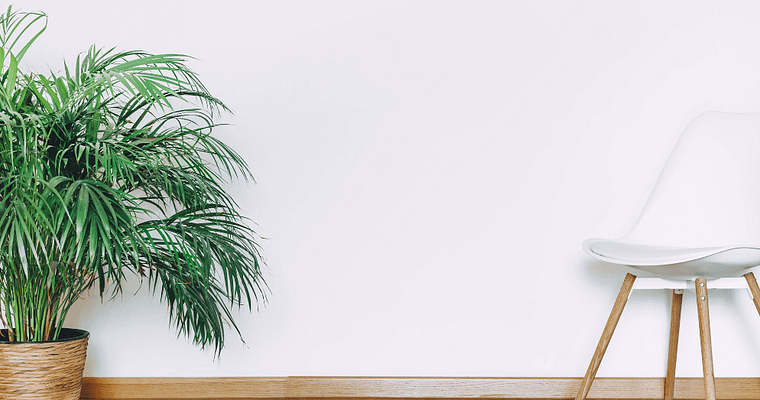 Easy Ways To Care Bamboo Palm Indoor Plant