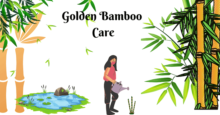 Growing Golden Bamboo Plant in a Backyard
