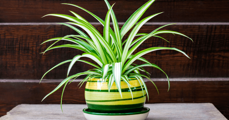 A Brief Guide To Wall Plants Indoor