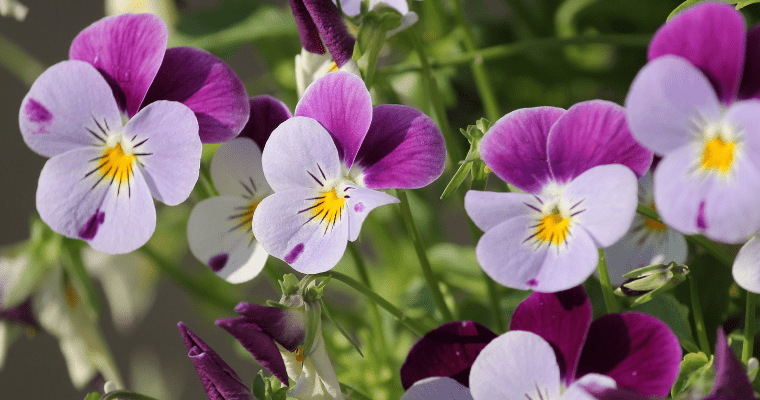 Winter Flowers To Add A Colours in Your Garden