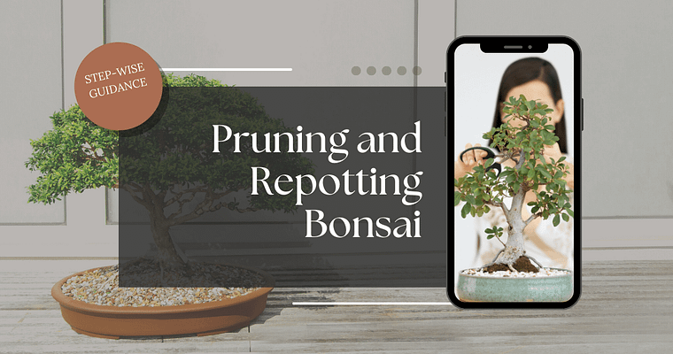  Pruning and Repotting Bonsai Made Easy