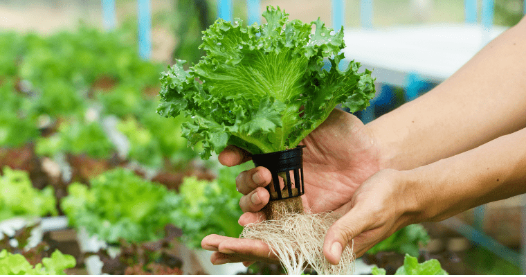 Growing Food Without Soil- Hydroponics