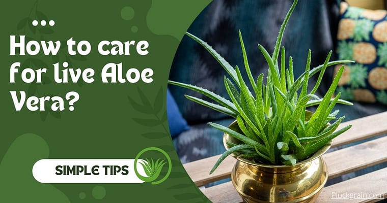 Aloe vera Plant Care- How to Grow Aloevera Plant
