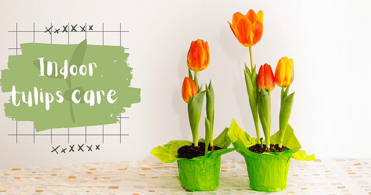 Make indoor tulips care simple