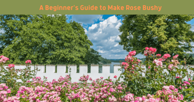 A Beginner’s Guide to Make Rose Bushy