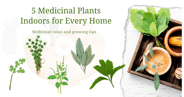 Easy medicinal plants indoors