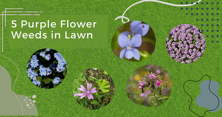 5 Purple Flower Weeds in Lawn