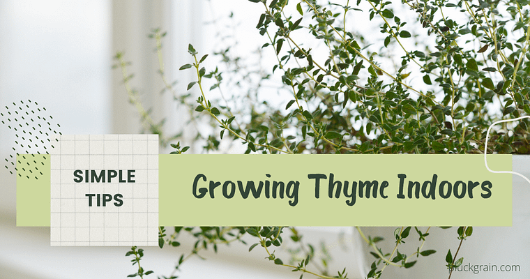 Growing Thyme Indoors Made Simple