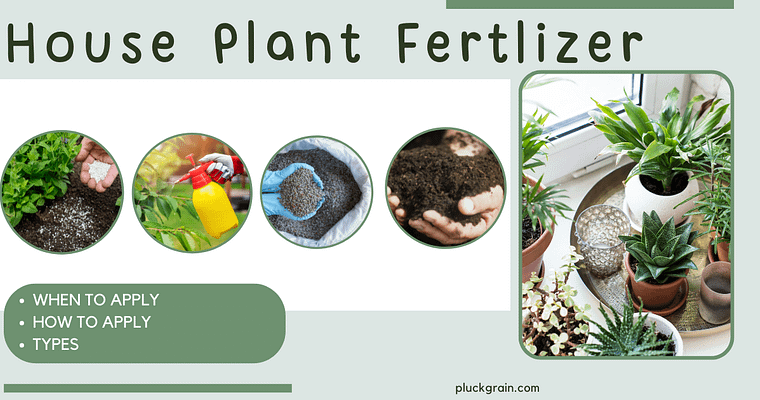 Houseplant Fertilizer-When, How and Types