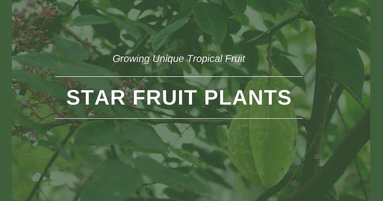 Star Fruit Plants- Growing Unique Tropical Fruit