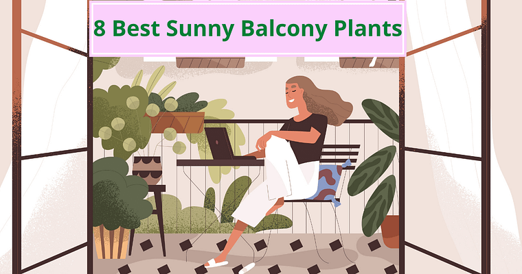 Best sunny balcony plants