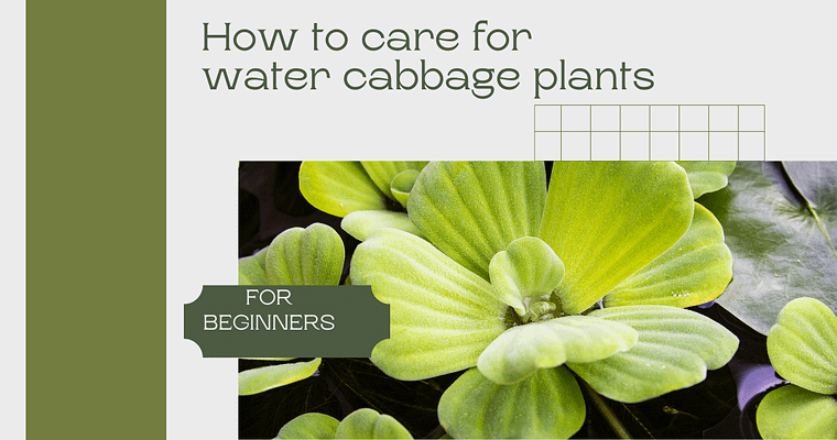Water Cabbage- Growing and Care Tips