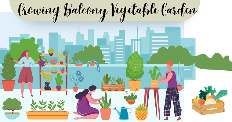 How to a Start Balcony Vegetable Garden?