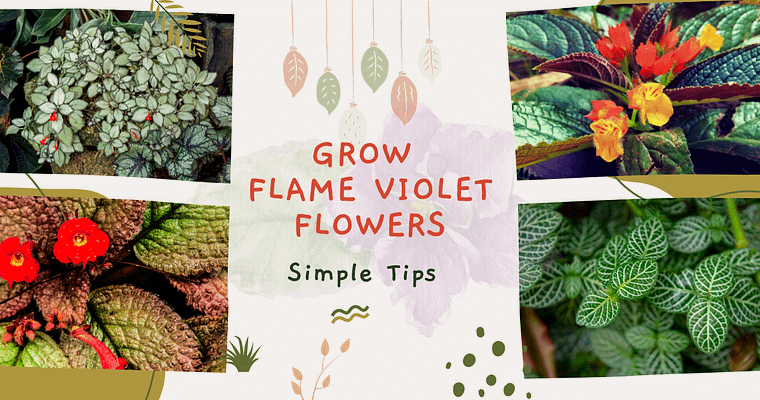 Flame Violet Plant – Simple Growing Tips