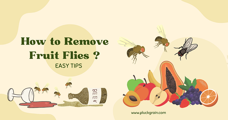  How to Remove Fruit Flies ?