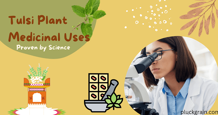 Tulsi Plant Medicinal Uses That Are Proven By Science
