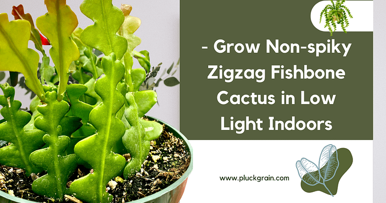 Fishbone Cactus- Grow Non-spiky Zigzag Cactus in Low Light Indoors