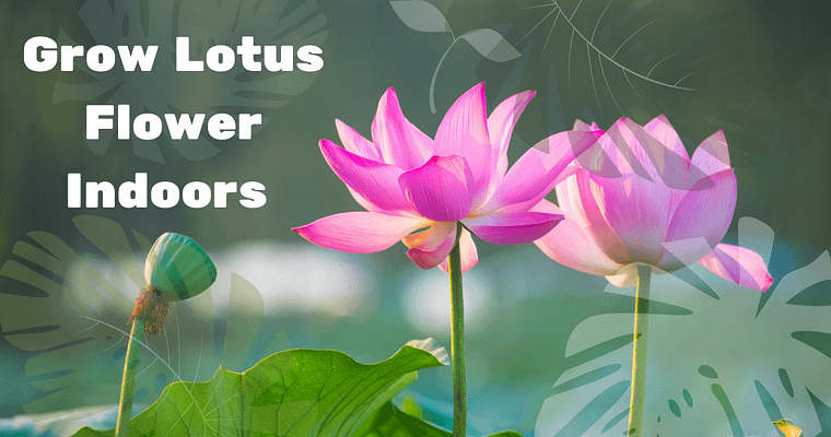 Grow lotus flower indoors With these easy tips