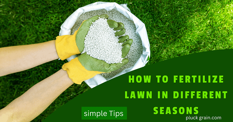 A Brief Guide On How To Fertilize Lawn in different seasons