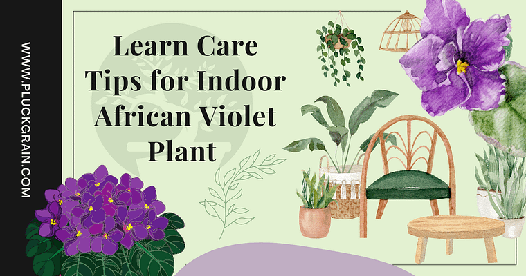 Care Tips for African violet plant