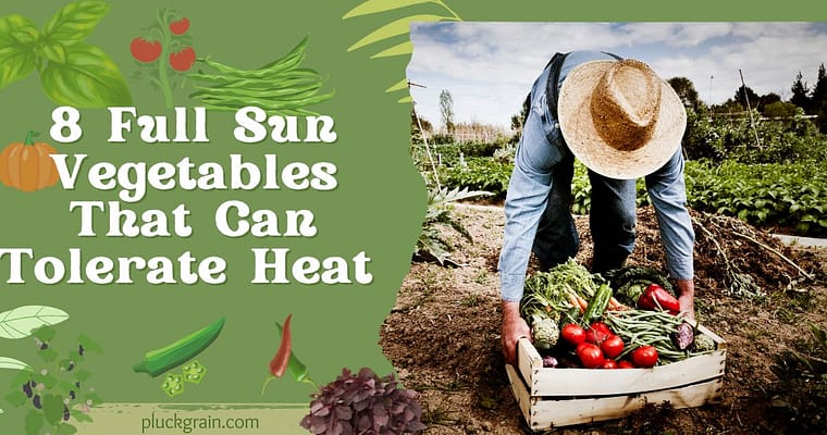 Best heat-tolerant Full sun vegetables