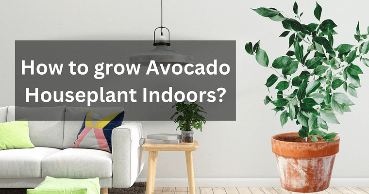 How to grow Avocado Houseplant Indoors?