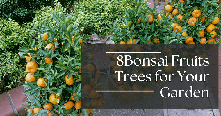 8 Bonsai fruit trees that will actually give you edible fruit